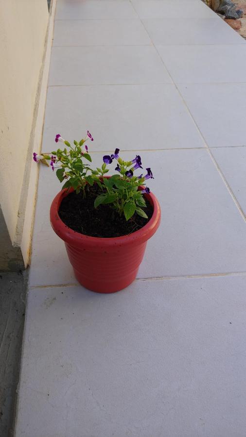 فندق Alto Paraíso de Goiásفي  Casal Ostara Begonia المظهر الخارجي الصورة