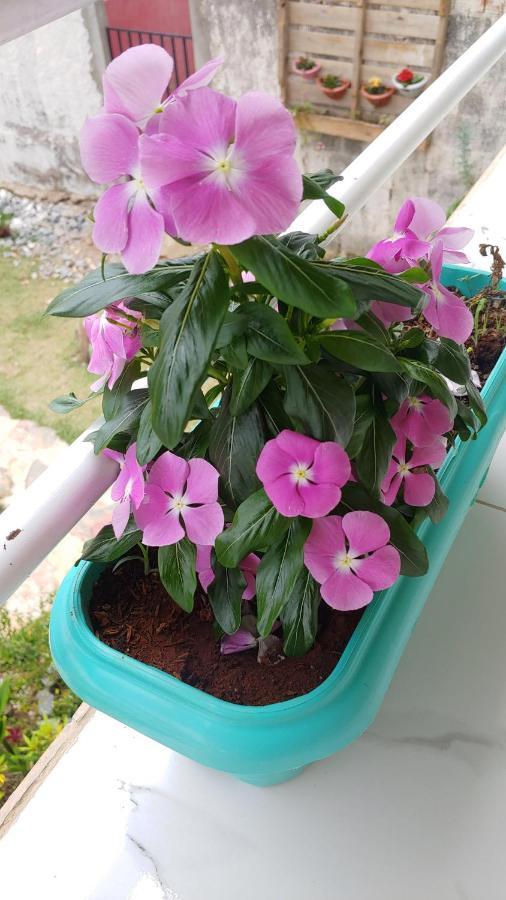 فندق Alto Paraíso de Goiásفي  Casal Ostara Begonia المظهر الخارجي الصورة